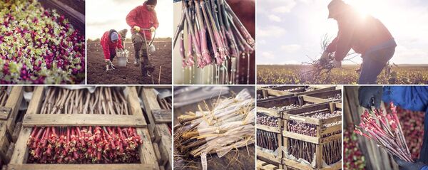 Питомник Фанагория-Агро