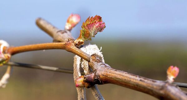 Питомник Фанагория-Агро