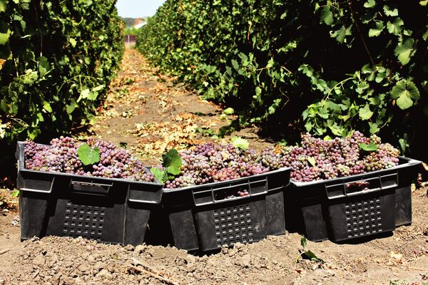 Виноградники Эльбузд