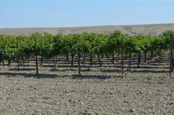 Виноградники ЗАО Левокумское