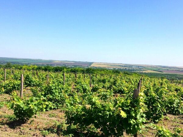 Виноградники ЗАО СХП Виноградное