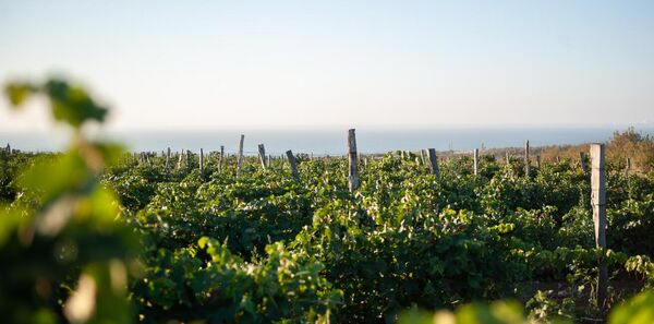 Виноградники ОАО Цимлянские вина