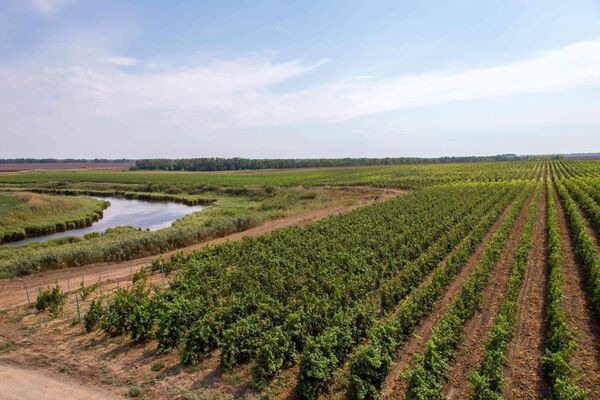 Виноградники Эльбузд