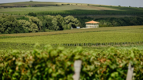 Виноградники Долины Лефкадия Виноградники Долины Лефкадия