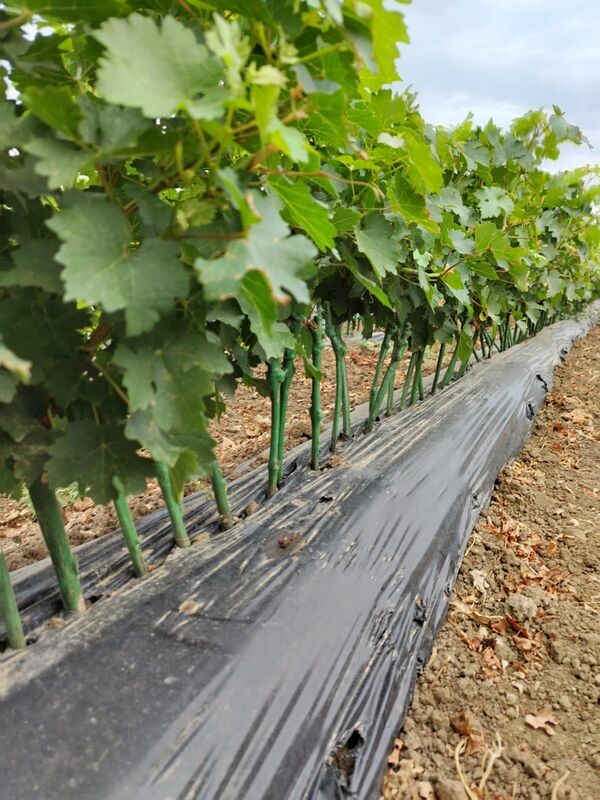 Питомник ООО АФ Юбилейная