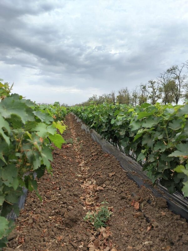 Питомник ООО АФ Юбилейная